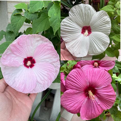 芙蓉好種嗎|如何發芽芙蓉種子？ 